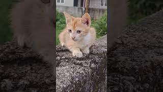 😹!amme! tution teacher fees#cat viral  comedy reels#🤣🤣🤣