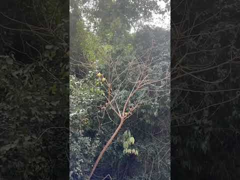 viaje al Parque  Calilegua -Jujuy