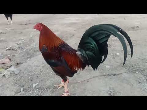 brown red kelso line 10 straight win..wpc late born banded..1 marking