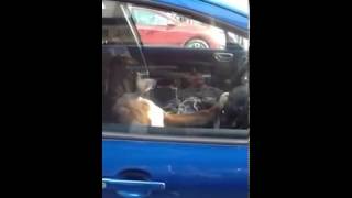 Boxer honking car horn