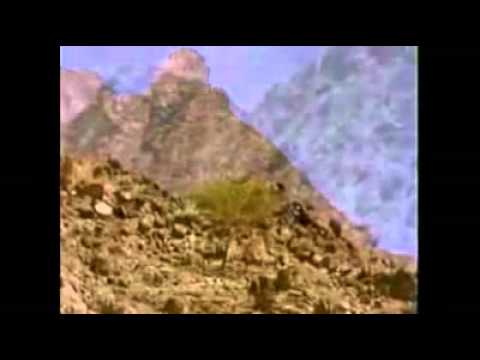 Sufi musicTree of patience