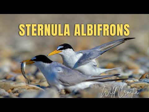 Rybák malý (Sternula albifrons) — vzácne hniezdiaci druh na riekach a Jadrane