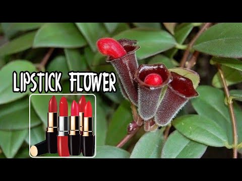Lipstick Flower😲😲