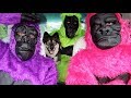 Funny Gorillas Surprise Kakoa With Dancing Car Ride!