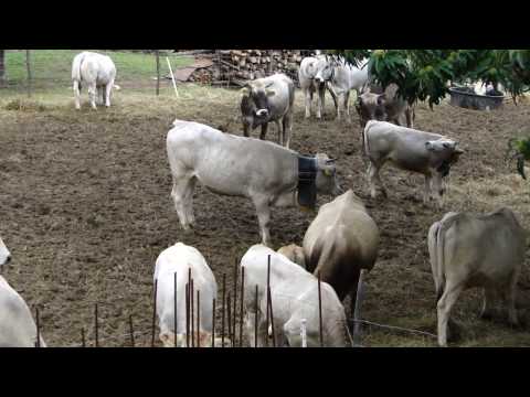 Fiera della transumanza 18-19 settembre Mendatica,Imperia ,mucche al pascolo