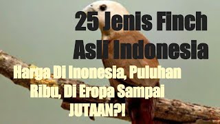 Download lagu 25 Jenis Burung Emprit/ Finch Asli Indonesia, LESTARIKAN dan Selamatkan dari Kepunahan?! mp3