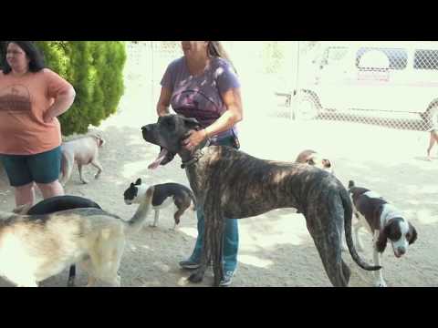 The Dog Gone Amazing Training Philosophy