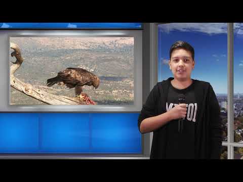 De Facto - ACVILA, prezentat de ROBERT SOCOL si DENIS DUNE