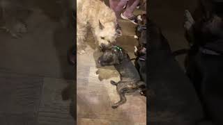 Video preview image #1 Buggs Puppy For Sale in Boonton, NJ, USA