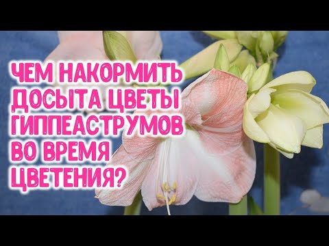 , title : 'Чем накормить досыта комнатные цветы гиппеаструмов во время цветения?'