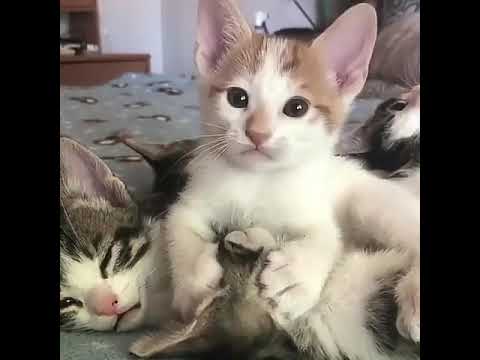 The beautiful cat and His family  #catlover