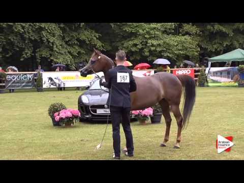 N.167 ALTHEA - Bruges 2015 International - Mares 4-6 years old (Class 107)