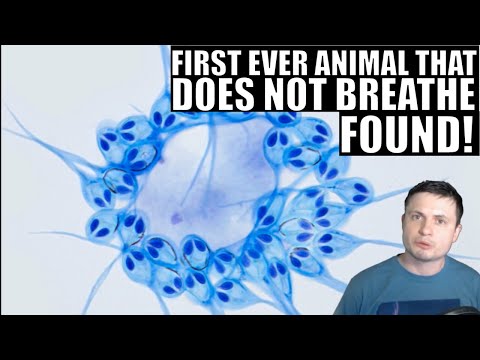 First Ever Animal That Doesn't Breathe Found!
