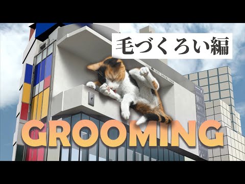 うちの猫が私に毛づくろいをするのはなぜですか? - 原因と解決策