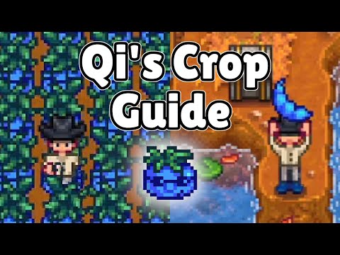 500 QI BEANS IN ONE WEEK - Qi's Crop Guide - Stardew Valley 1.5