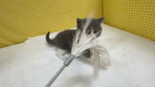 ブリティッシュショートヘアの動画01