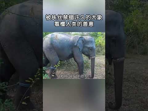 被鐵絲禁錮許久的大象，看懂人類的善意！#shorts | #紀錄片 #有趣  #涨知识 #動物 #知識  #生物