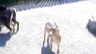 Goats humping me at African Lion Safari