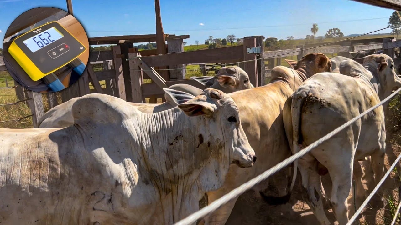 SERÁ QUE DEU 22 @ ? Embarque boiada gorda Agro Cr #fazenda #gado #nelore