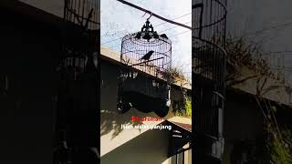 Download lagu murai batu preman isian walet panjang #kicaumania #murai borneo#kalimantan #fypシ゚viral #birds mp3