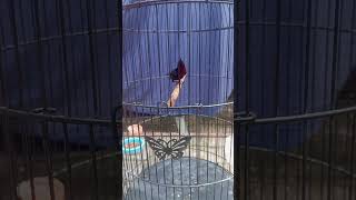 Download lagu King konin gacor mp3 Download lagu King konin gacor mp3