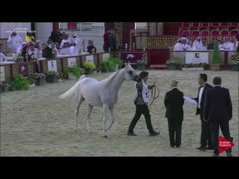 N.124 LAMANA - 2019 Qatar International show - Mares 11 Years old and above (Class 9)