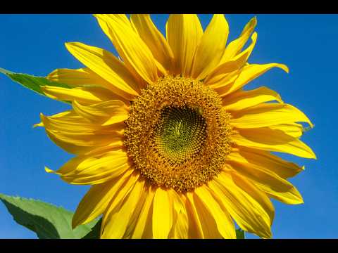 Welcome to Pencils, Paper & Nature ®