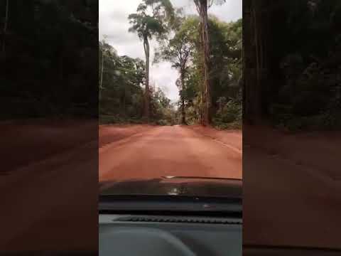 BR 156  Macapa- Laranjal do Jarí #amazonia #estradadeterra