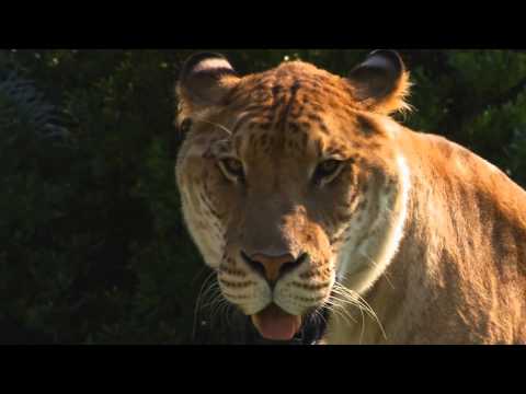 Meet the Giant Super Cat LIGER -hybrid offspring of male lion and female tiger