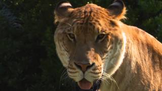 Meet the Giant Super Cat LIGER -hybrid offspring of male lion and female tiger