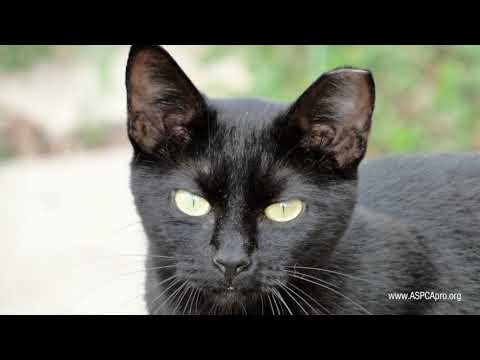 Spay/Neuter Patient Care: Handling - Trapped Cats