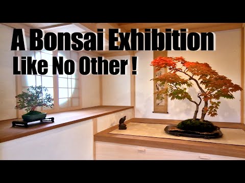 The Trees That Took Decades to Perfect | Kei Bonsai Kai TEN 2025