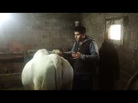 , title : 'Şarole (Charolais) inekler nekadar sağiliyor? sütleri nasıl?'