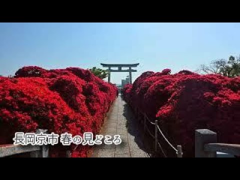 長岡京市　八条ヶ池 キリシマツツジ