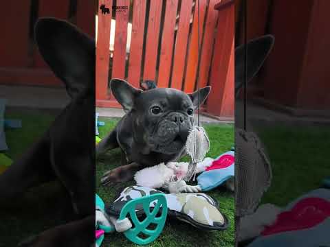 Video 2