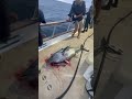 Bluefin tuna gives deckhand a death stare while being spiked