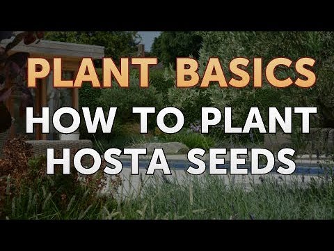 How to Dry an Overwatered Plant