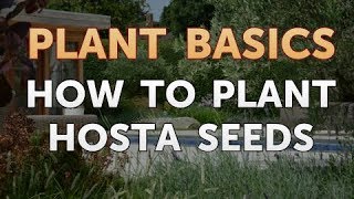 How to Plant Hosta Seeds