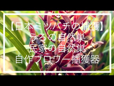 野生のミツバチのための 3 つの簡単な営巣補助具 トピックス
