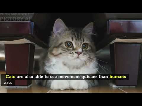 Understanding Your Cat’s 5 Senses