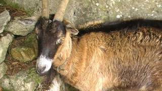 preview picture of video 'Goat in La Croix Tasset, Côtes d'Armor, Brittany, France 4th May 2011'