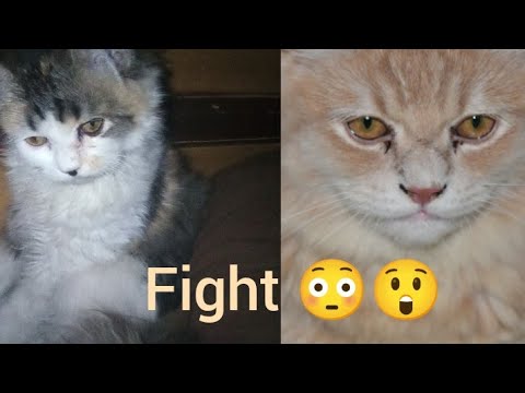 sohni and Jojo competition.😳😲 who's winner.