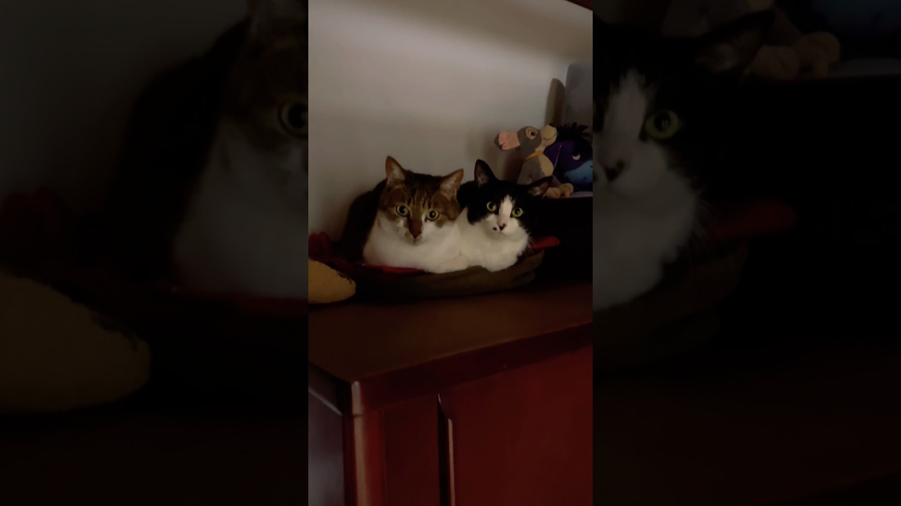 仲良しおねんねしてるだけの動画🤣　公開日:2026/4/3