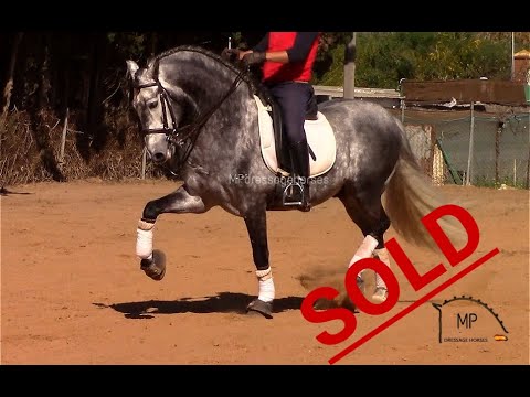 *SOLD* | Baroque PRE Stallion 2013 [R#1941] Approx 1.66 m
