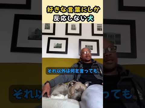 好きな言葉にしか聞こえない犬ｗｗ