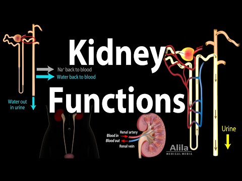 Kidney Homeostatic Functions Animation
