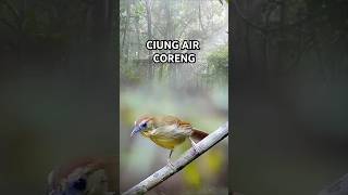 Download lagu Ciung Air Coreng Sumatera Gacor #kicaumania #burungkicau #burunggacor mp3 Download lagu Ciung Air Coreng Sumatera Gacor #kicaumania #burungkicau #burunggacor mp3