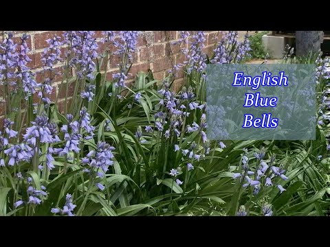 English Blue Bells In Bloom