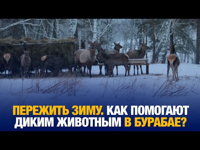 Зимнее меню для оленей Бурабая: сено, зерно и забота