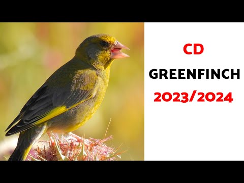 "Teaching Your Greenfinch to Sing: Complete Guide 2023-2024 | 2 Hours of Training!"